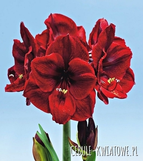 [Obrazek: product-14.jpg]