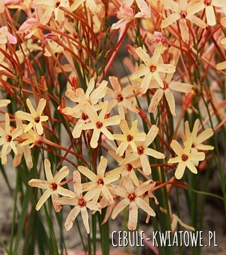 Ixia Iksja Paniculata Eos 10 Szt Cebule Kwiatowe Pl