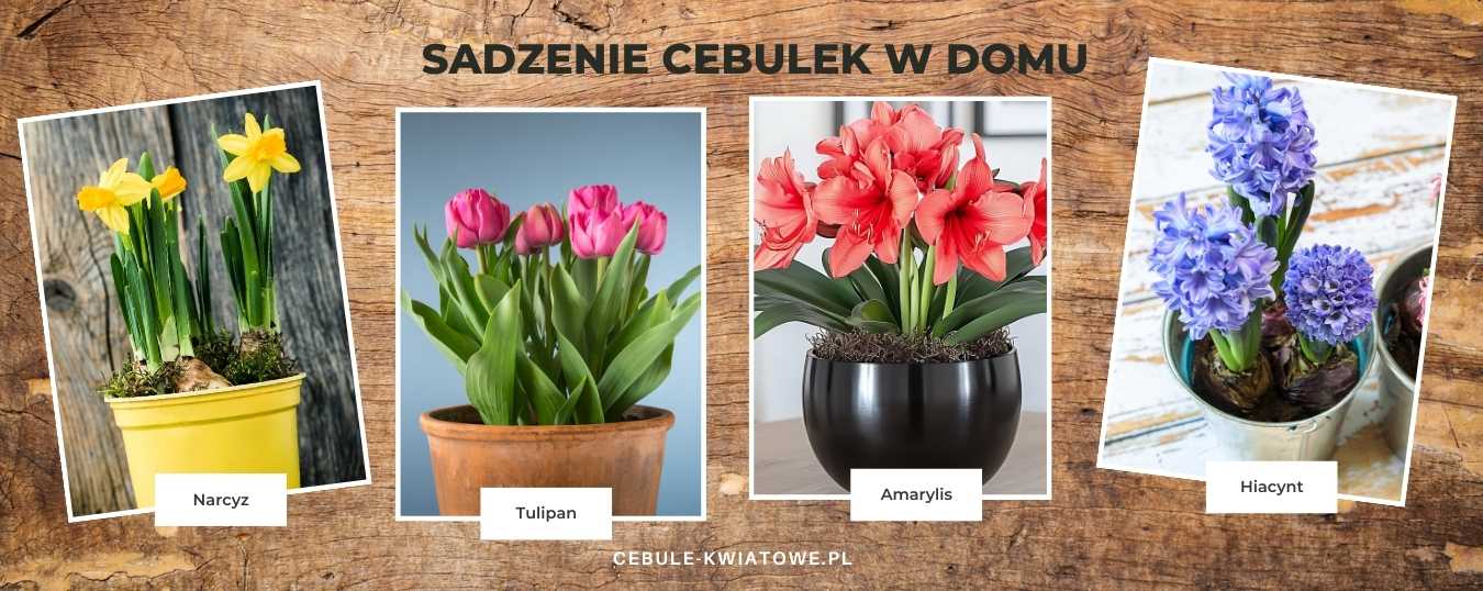 sadzenie-cebulek-w-domu