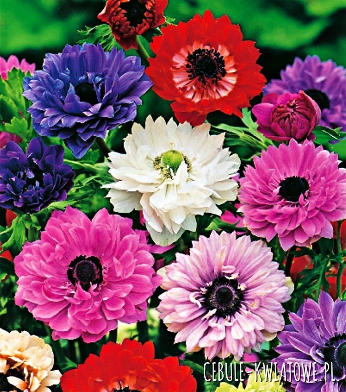 Anemon - Zawilec St. Brigid Mix 10 szt. - Cebule-kwiatowe.pl