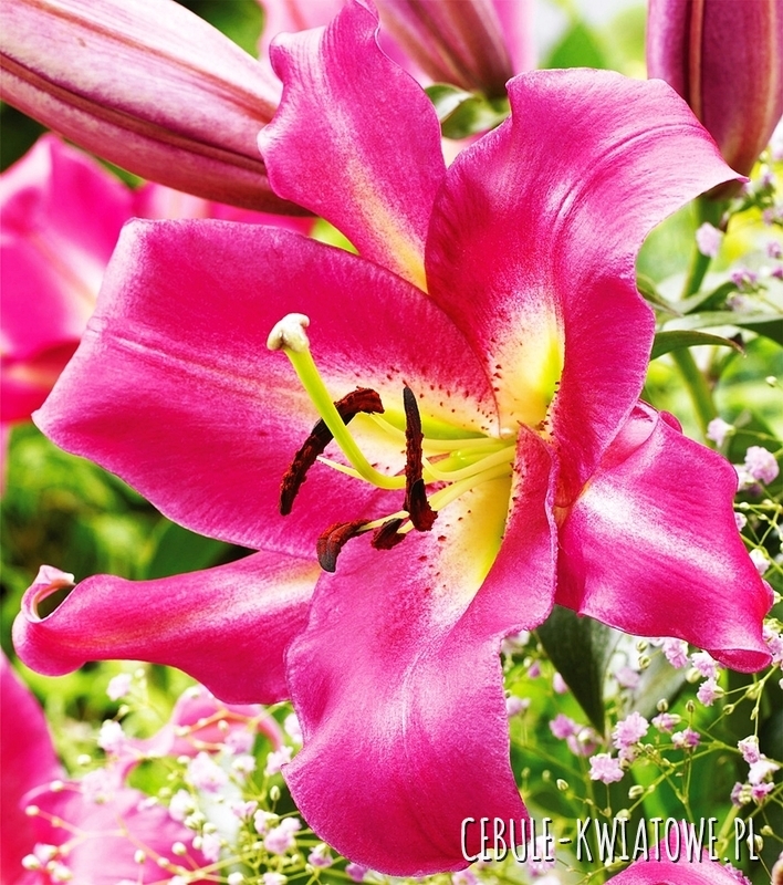 lilyです Lilia Pełna 'Tiny Double You' Lily Garden - Cebulki kwiatowe