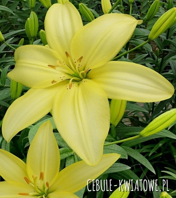 lilyです Lilia Pełna 'Tiny Double You' Lily Garden - Cebulki kwiatowe