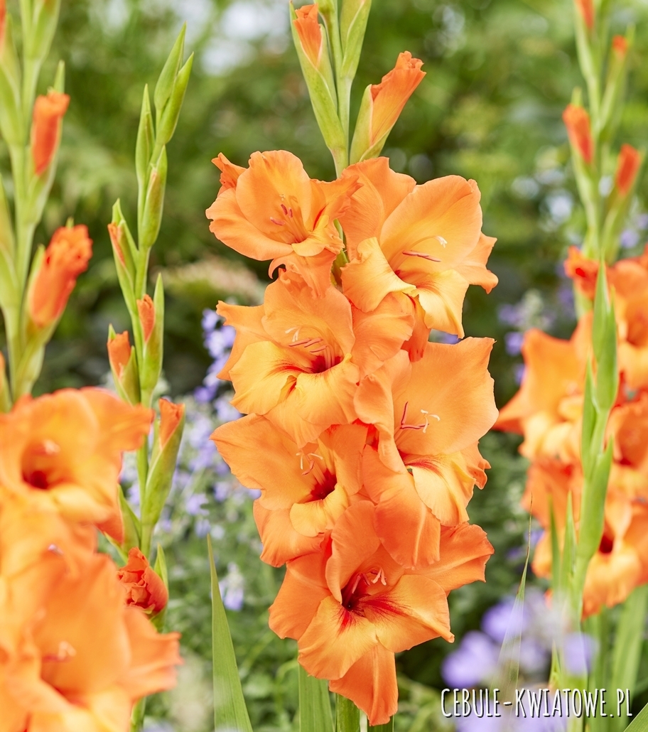 Gladiolus Mieczyk Prince of Orange 5 szt. Cebulekwiatowe.pl