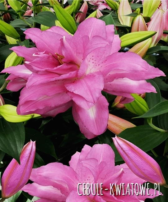 Lilia Orientalna Lotus Dream 1 szt. - Cebule-kwiatowe.pl