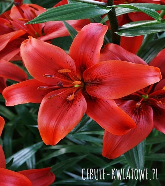 Lilia azjatycka Red County 1 szt. - Cebule-kwiatowe.pl