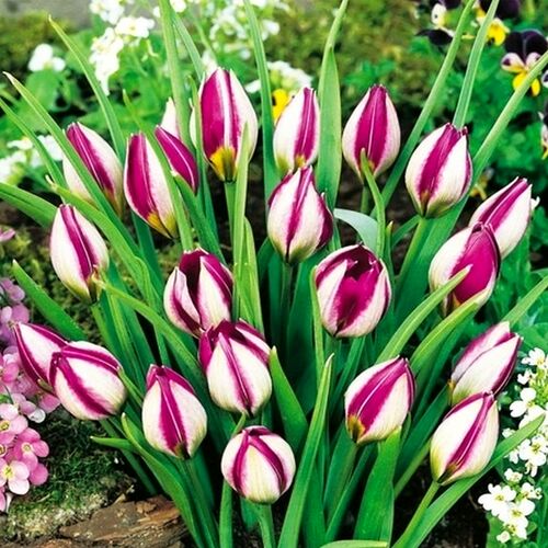 Cebulki tulipanów botanicznych