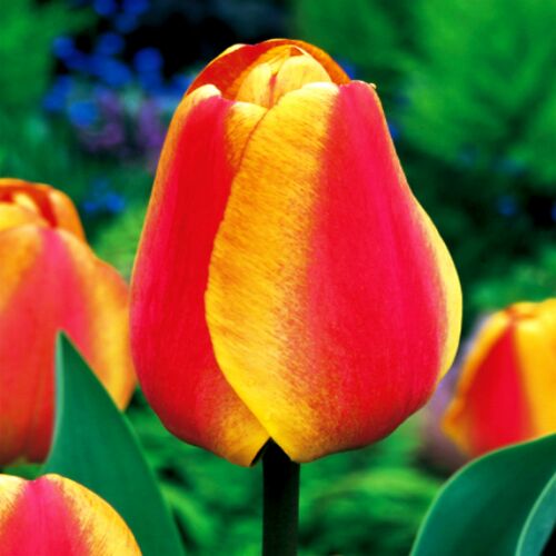Cebulki tulipanów Darwina