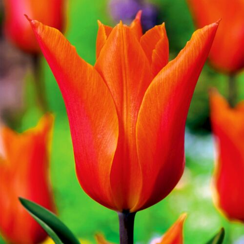 Cebulki tulipanów liliokształtnych