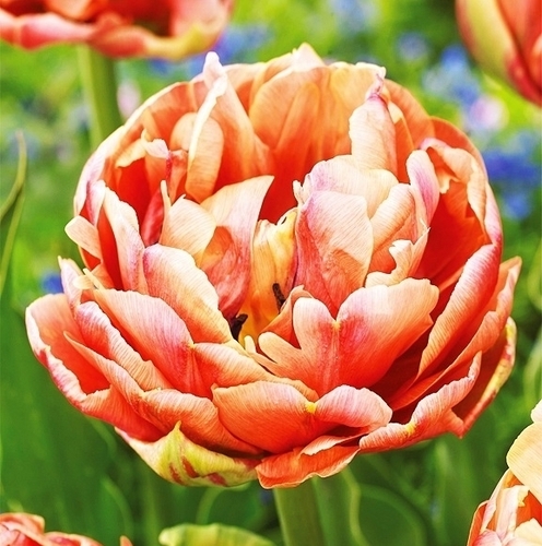 Cebulki tulipanów pełnych
