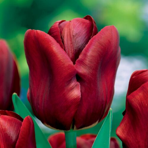 Tulipan pojedynczy wczesny