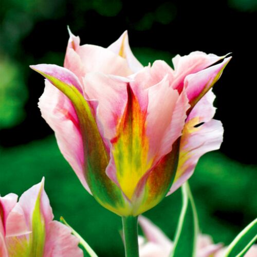 Tulipan zielonokwiatowy viridiflora