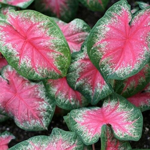 Cebule i bulwy kaladium caladium