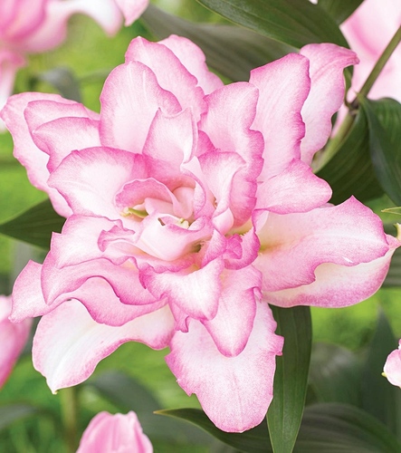 Cebulki lilii pełnych Roselily