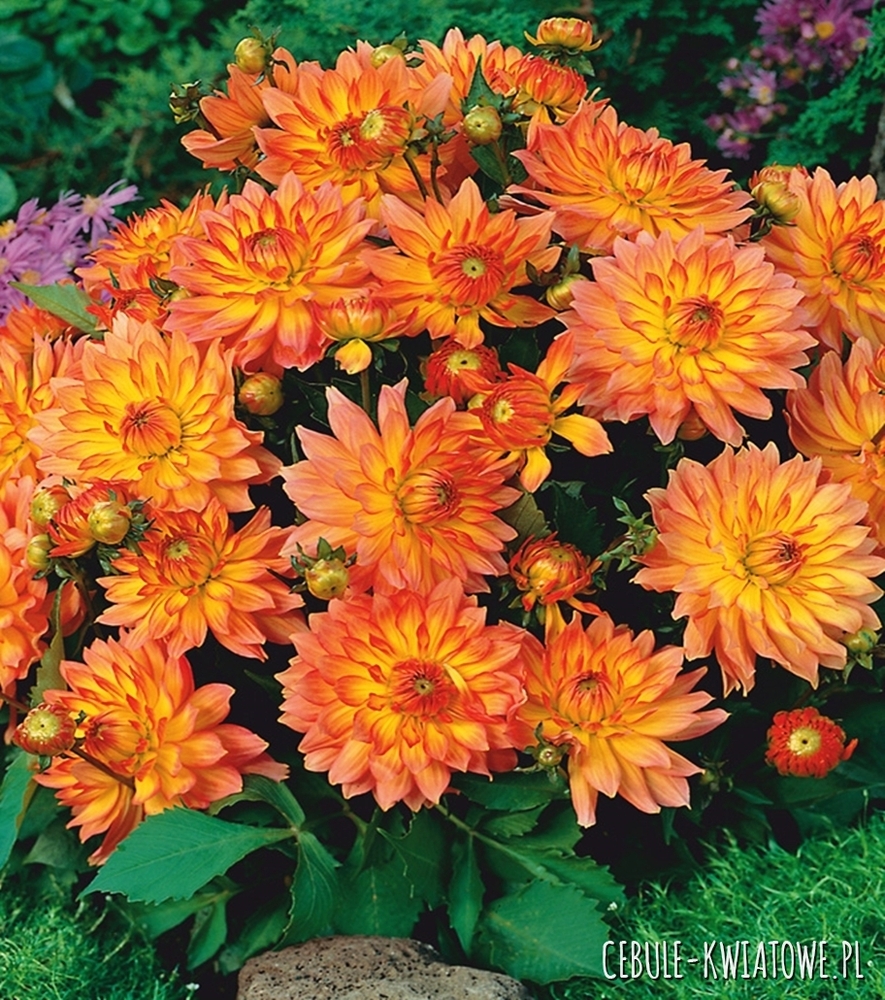 Dalia Dekoracyjna Gallery Pablo 1 szt.