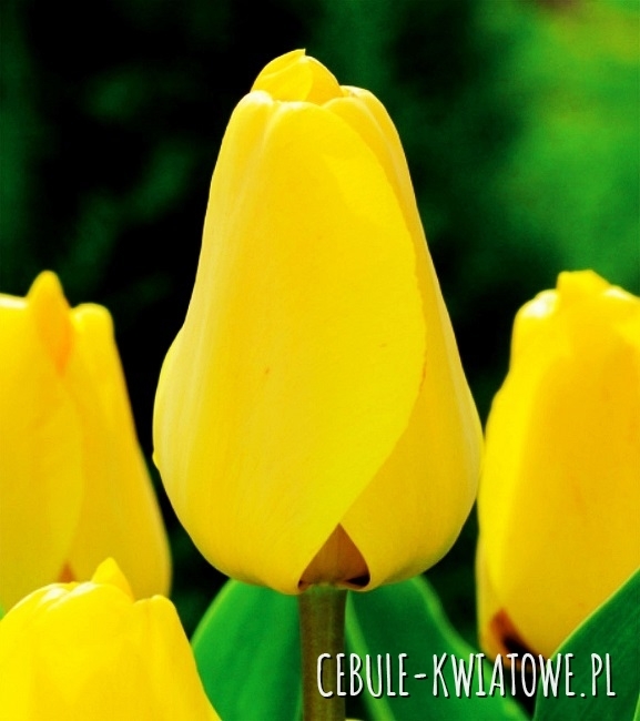 Tulipan Darwina Golden Apeldorn 5 szt.