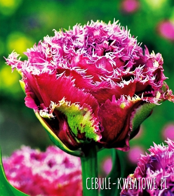 Tulipan Strzępiasty Mascotte 5 szt.