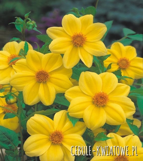 Dalia Mignon Yellow Sneezy 1 szt.