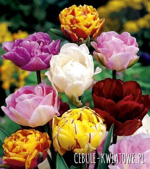 Tulipan Pełny Mix 25 szt.