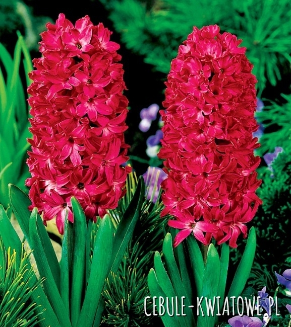 Hiacynt na kg Czerwony 1 kg