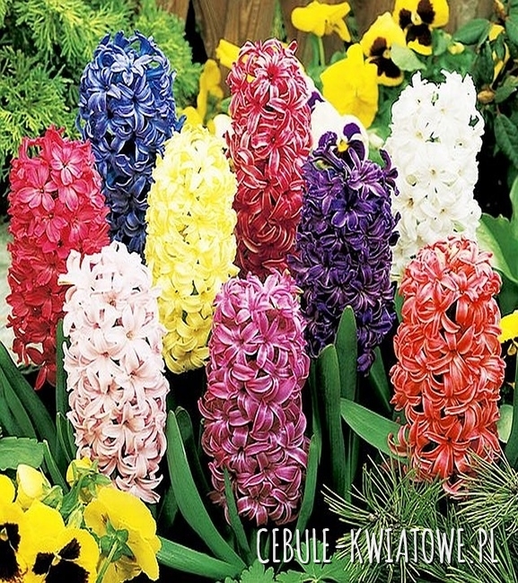 Hiacynt na kg Mix 1 kg