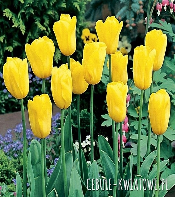 Tulipan Żółty 30 szt.