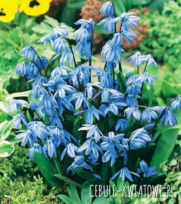 Scilla Cebulica Sibirica 50 szt.