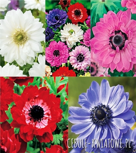 Zestaw Anemon Pełny