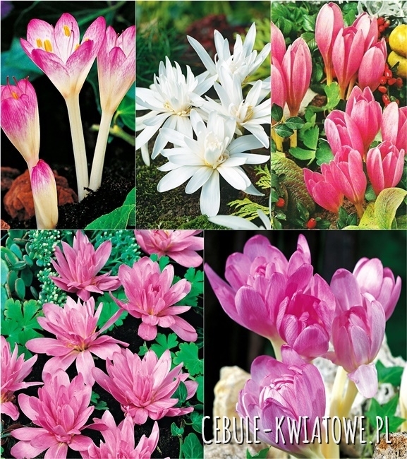 Zestaw Colchicum - Zimowit Jesienny