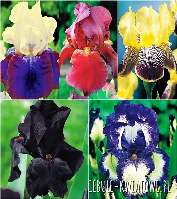 Zestaw Irys Germanica 2