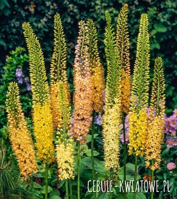 Eremurus Pustynnik Mix 3 szt.