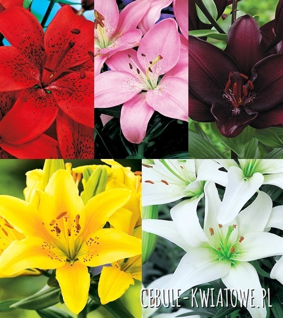 Zestaw Lilia Azjatycka 1