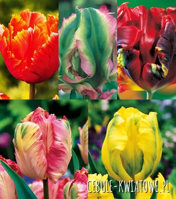 Zestaw Tulipan Papuzi 1