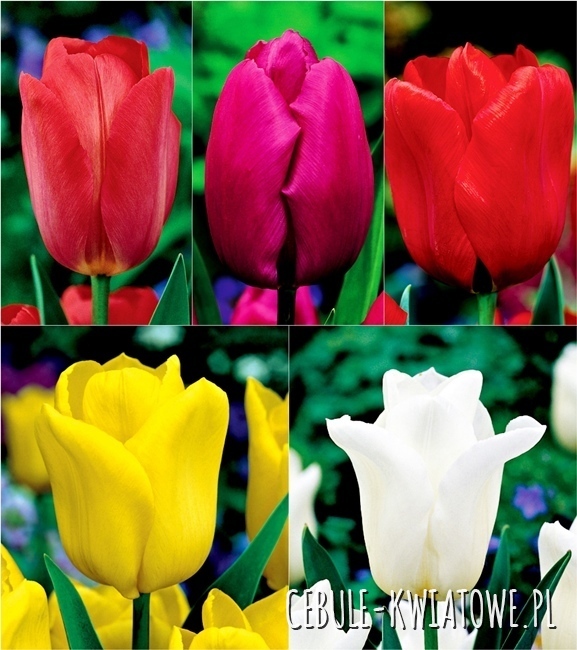 Zestaw Tulipan Triumph "4" 12/+