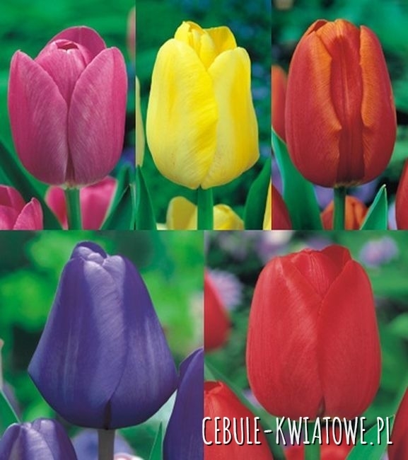 Zestaw Tulipan Promocyjny