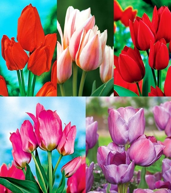 Zestaw Tulipan Wielokwiatowy 1