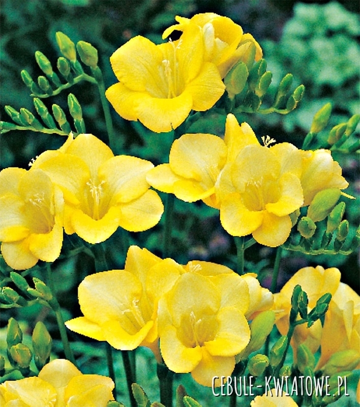 Frezja Pojedyncza Żółta 10 szt.