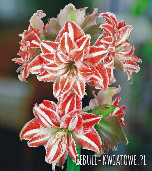 Hippeastrum - Amarylis Dancing Queen 1 szt.