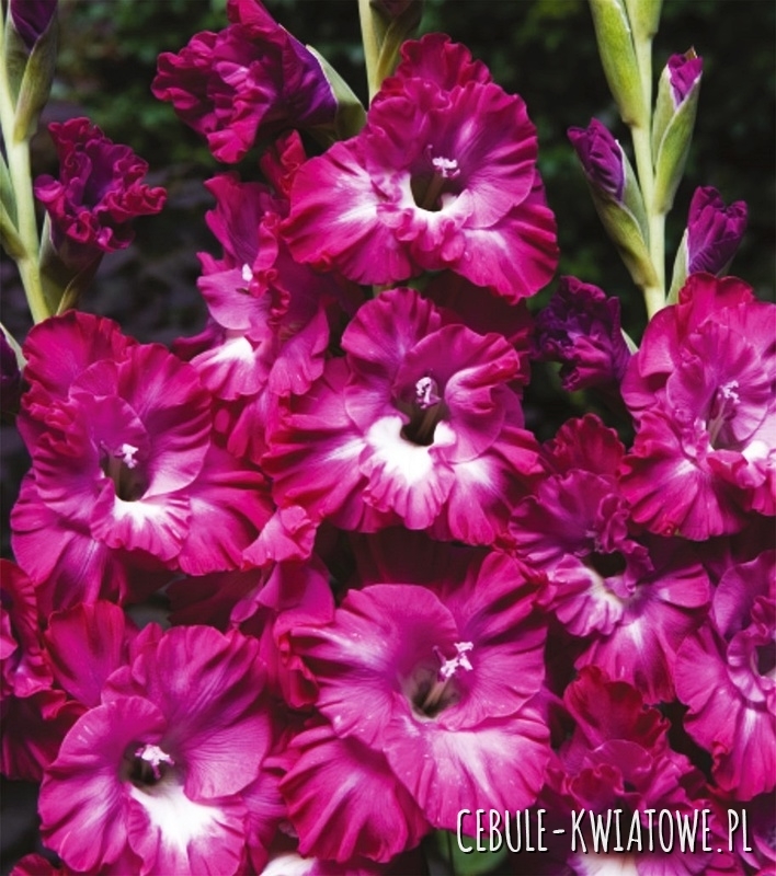 Gladiolus Mieczyk Karbowany Nairoby Ruffle 5 szt.