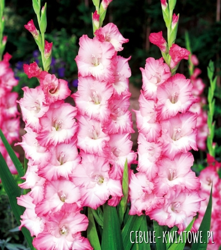 Gladiolus Mieczyk Wielkokwiatowy Cheops 5 szt.