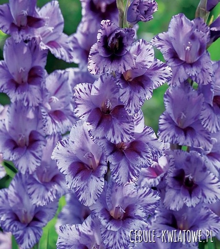 Gladiolus Mieczyk Wielkokwiatowy Passos 5 szt.