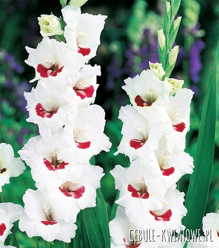 Gladiolus Mieczyk Wielkokwiatowy Fiorentina 5 szt.