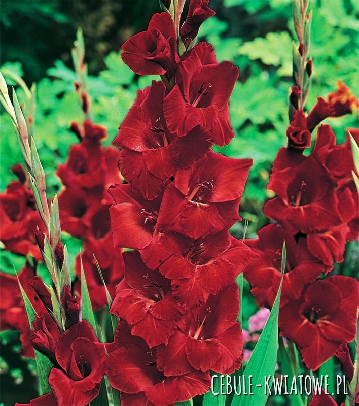 Gladiolus Mieczyk Wielkokwiatowy Oscar 5 szt.