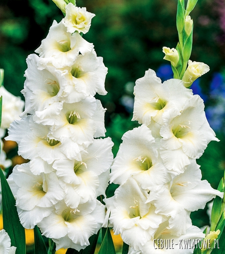 Gladiolus Mieczyk Wielkokwiatowy White Friendship 5 szt.
