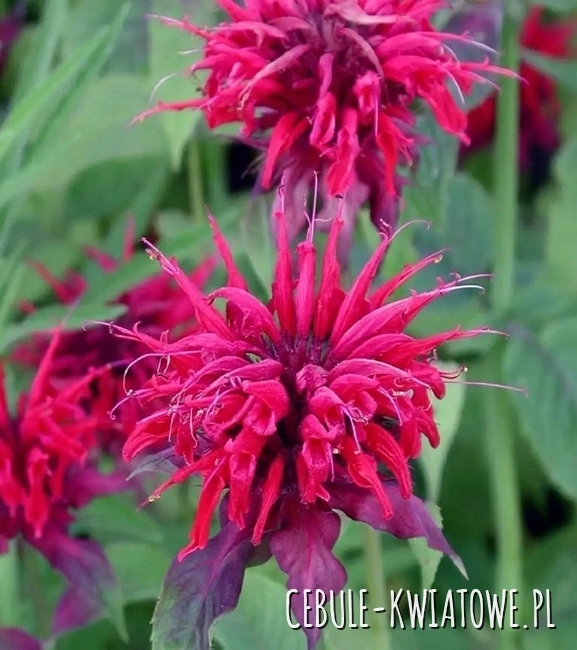 Monarda - Pysznogłówka Cambridge Scarlet 1 szt.