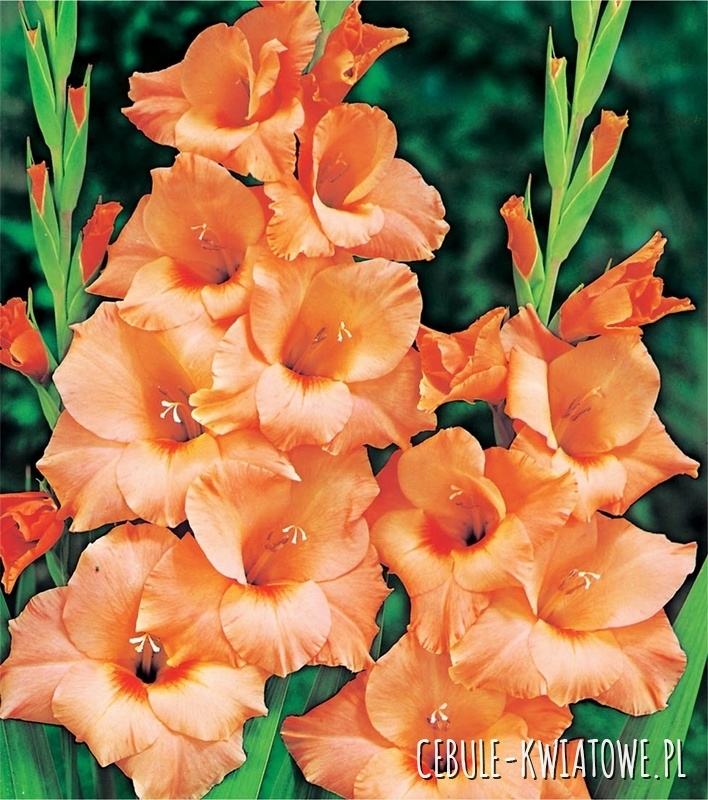 Gladiolus Mieczyk Wielkokwiatowy Peter Pears 5 szt.