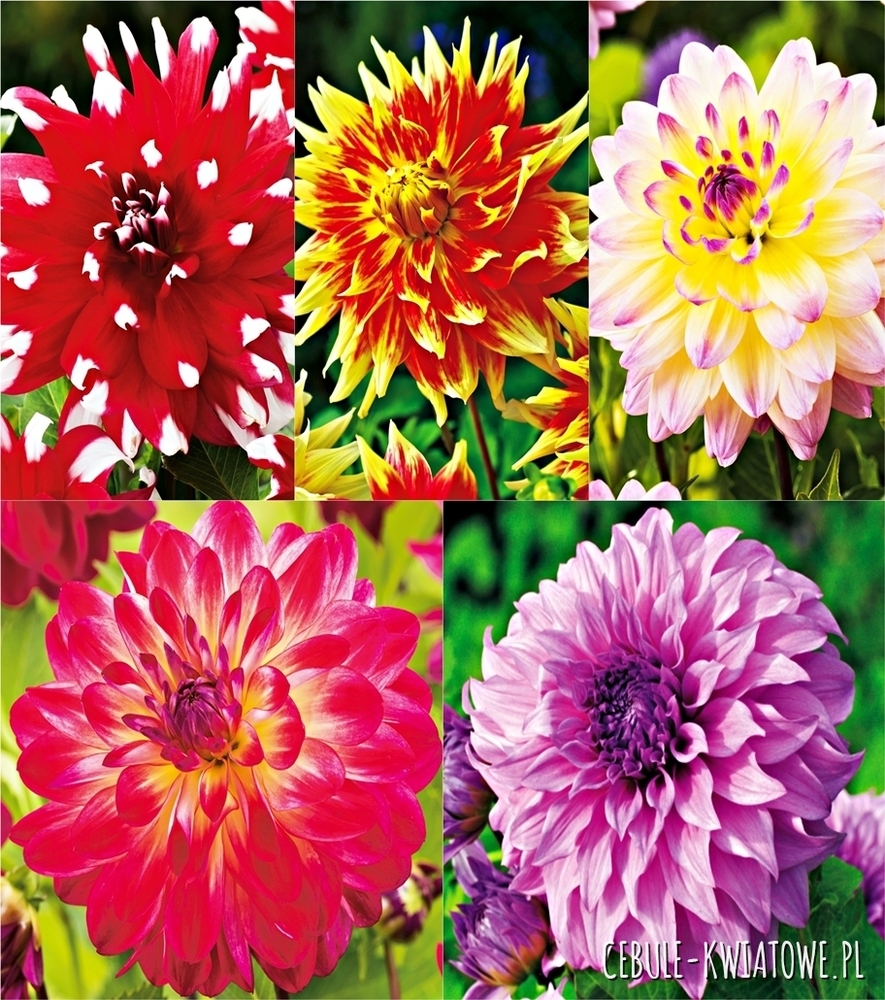 Zestaw Dalia Dekoracyjna 7 I wybór