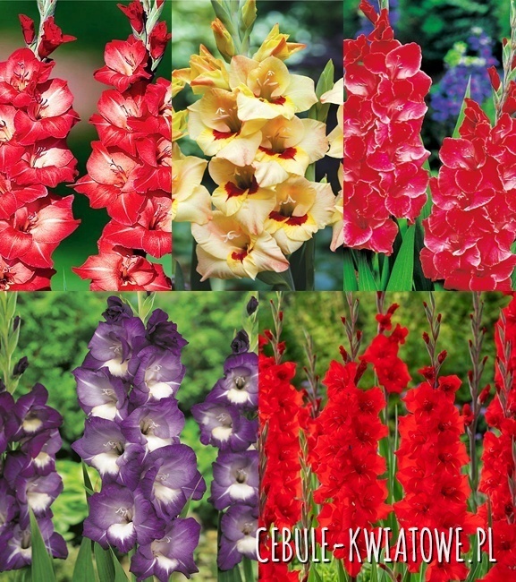 Zestaw Mieczyk Wielkokwiatowy 13 12/14