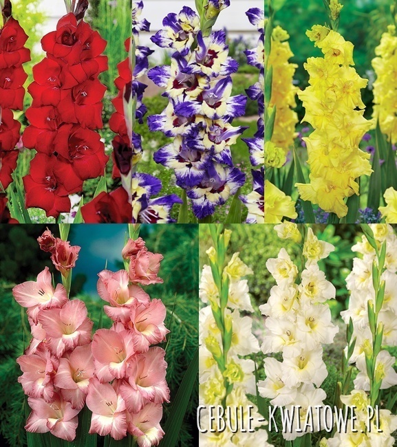 Zestaw Mieczyk Wielkokwiatowy 14 12/14