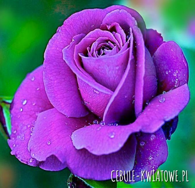Róża Wielkokwiatowa Niebieska 1 Szt.