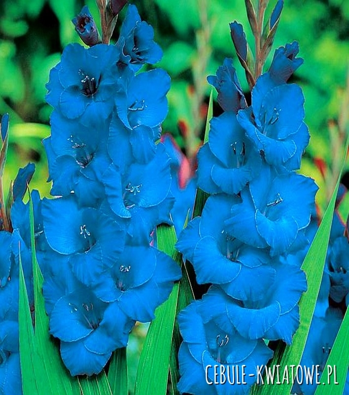 Gladiolus Mieczyk Niebieski 5 szt